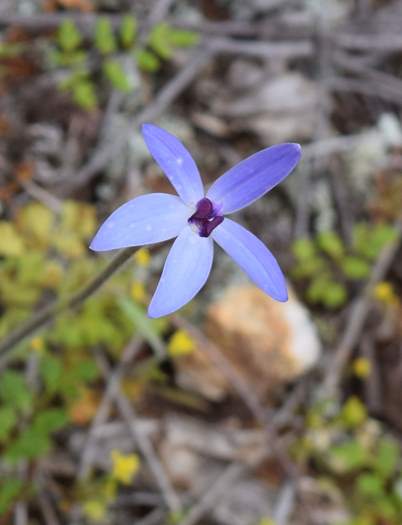 Cyanicula - Orchid-blue-fairy-2-Orchid-Ridge-Sep-2018p0009.JPG